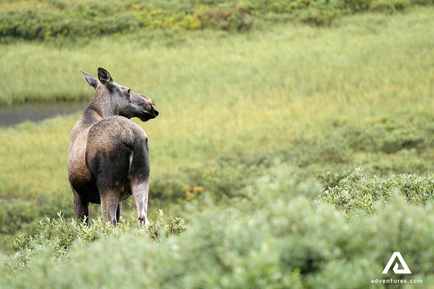 moose looking around in swedish forest