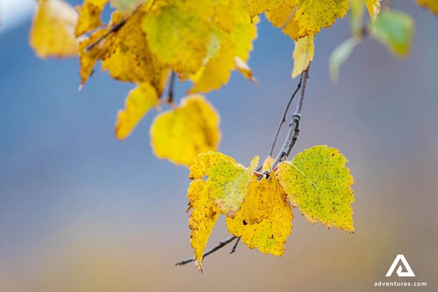 yellow autumn leaves in sarek national park in sweden