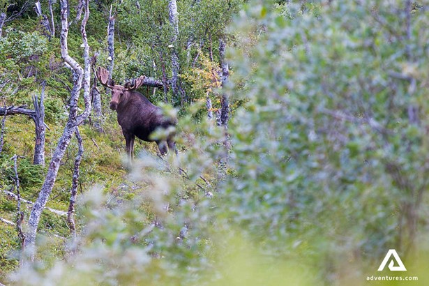 large moose in sweden in lapland
