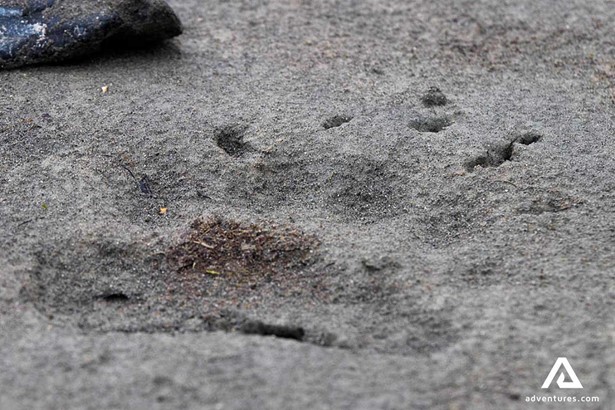 animal footprint in mud