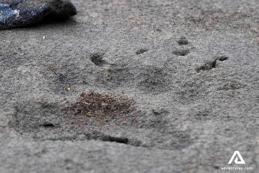 animal footprint