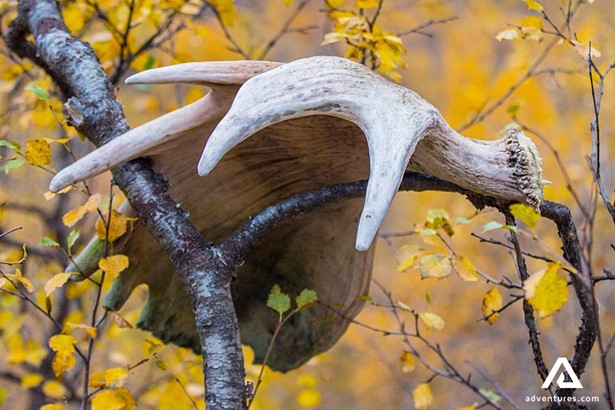 moose husks in a tree in lapland