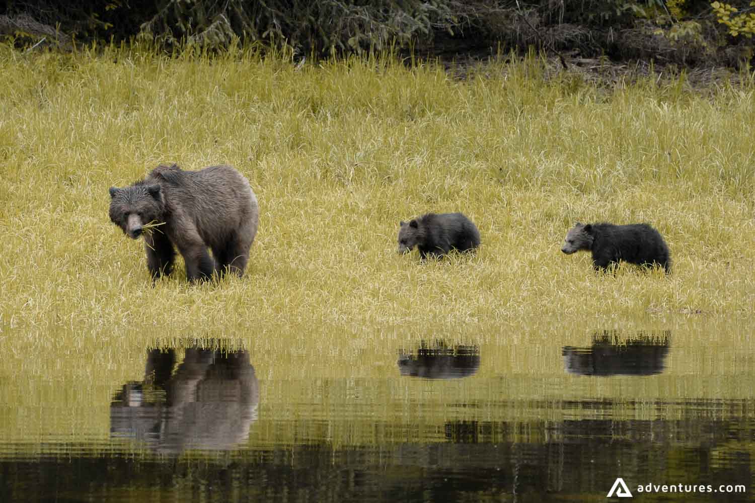 Grizzly bears eating grass