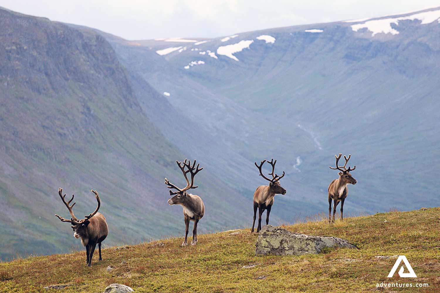 swedish reindeers on a mountain in autumn