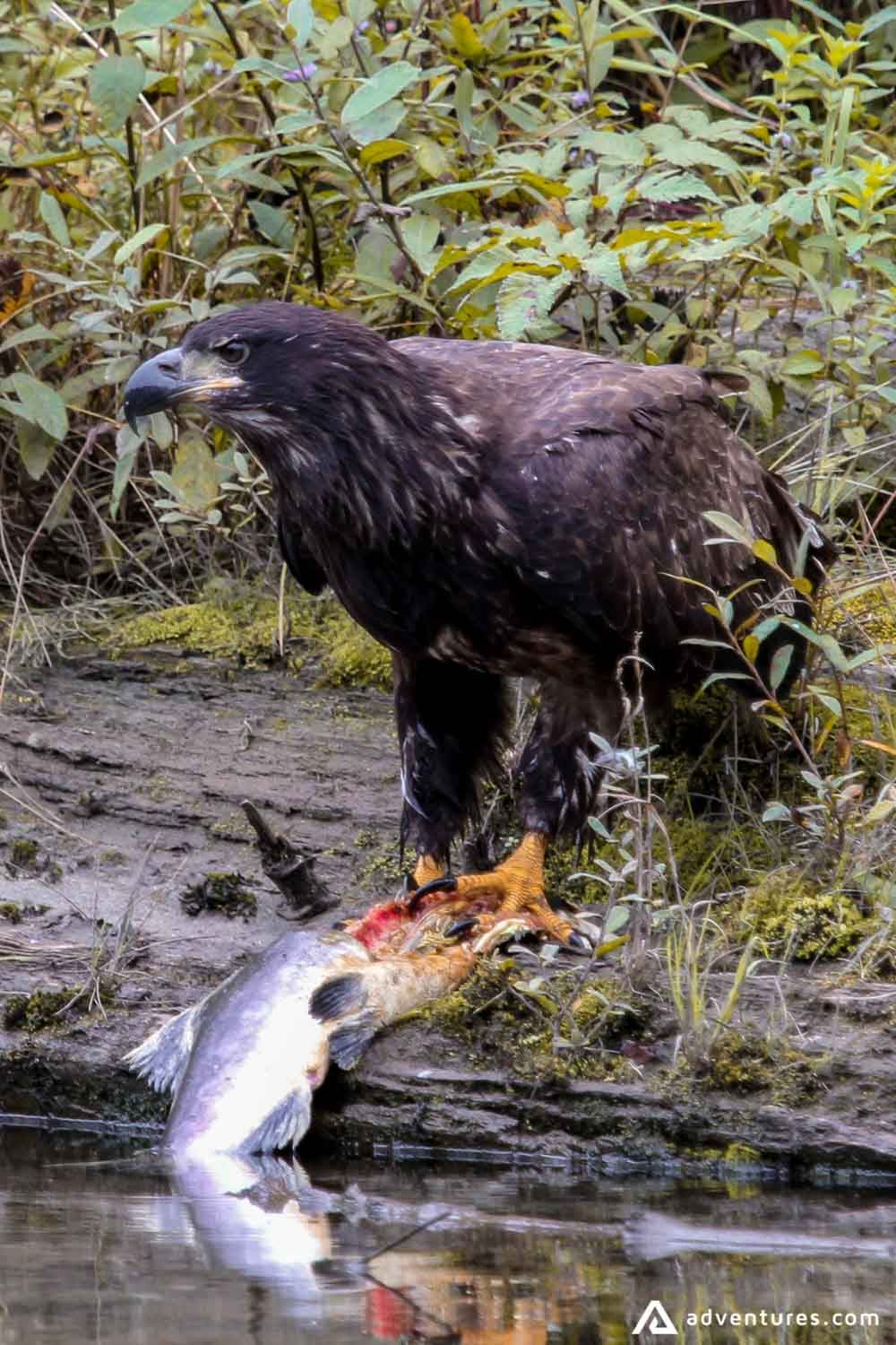 Bald-eagle Catch The Fish