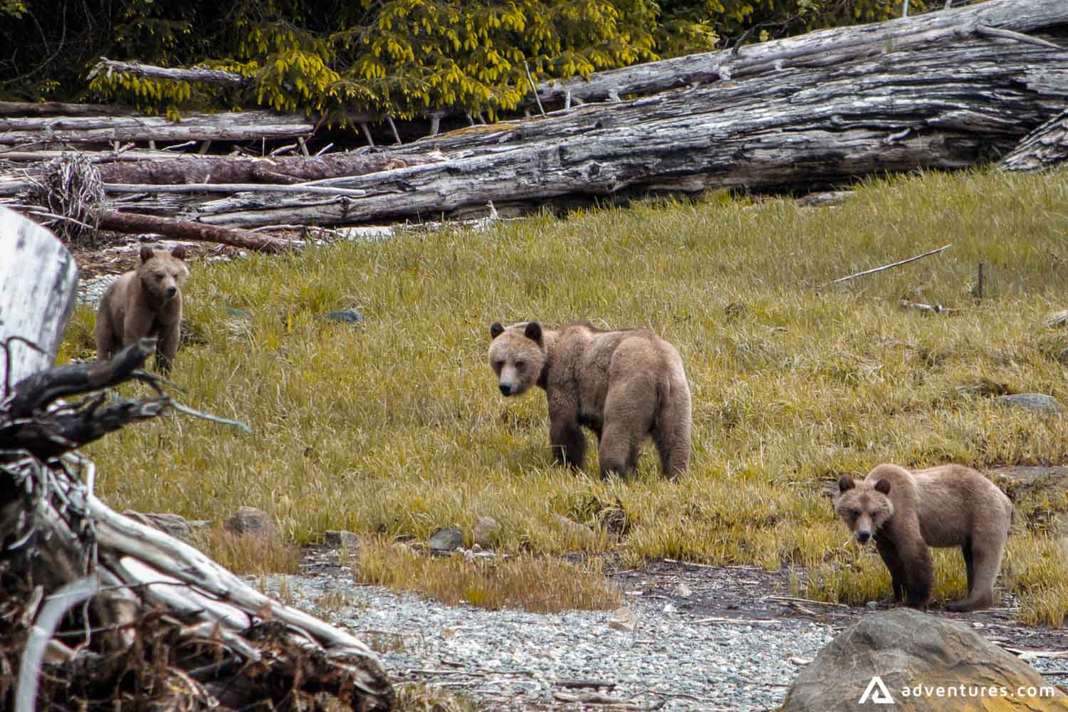 Grizzly bear spotting