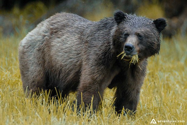 Brown grizzly bear eating grass