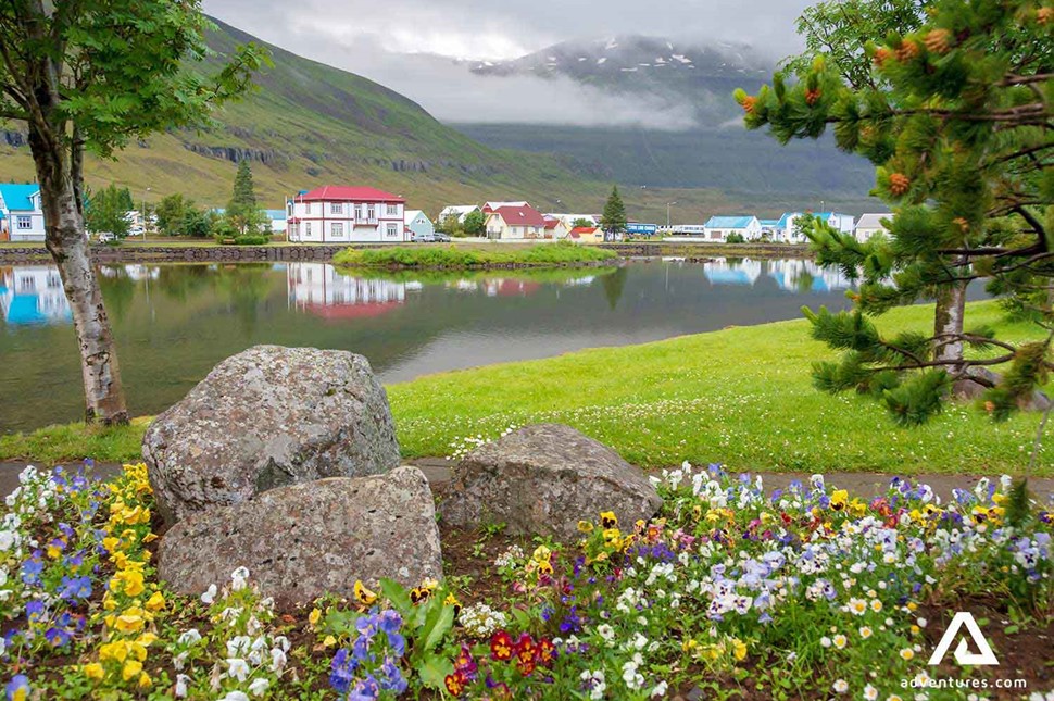 flowers in Seydifjordur east of iceland