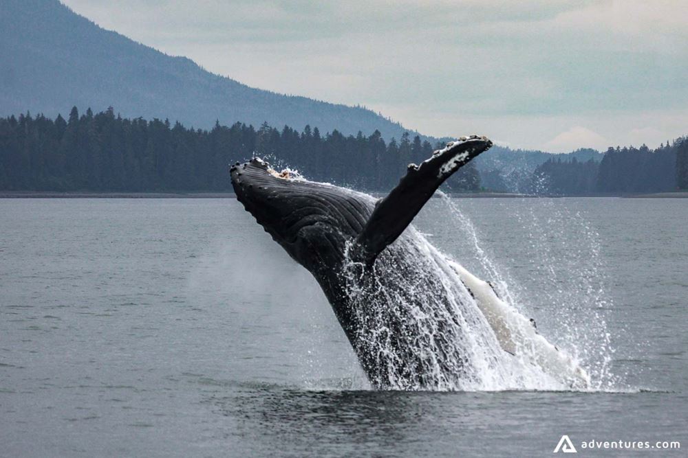 Humpback whale breaches