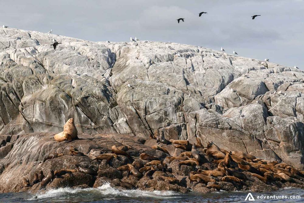 Walrus sitting on the rocks