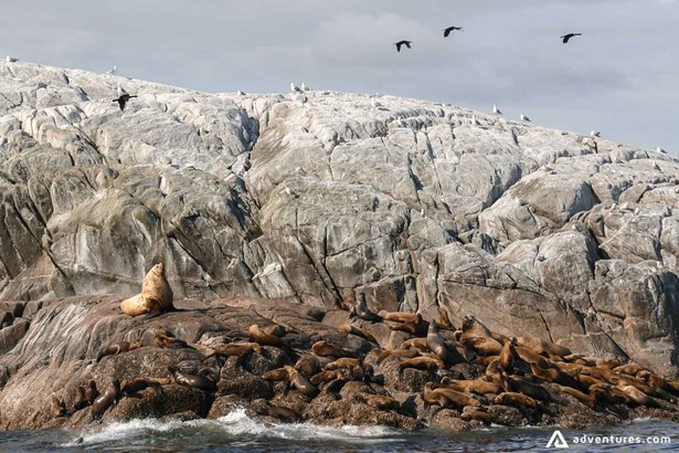 Walrus on the rocks