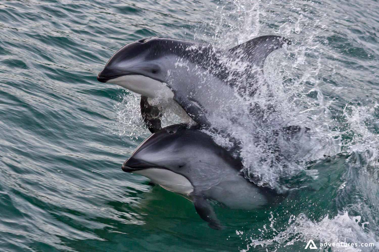 Dolphins performance