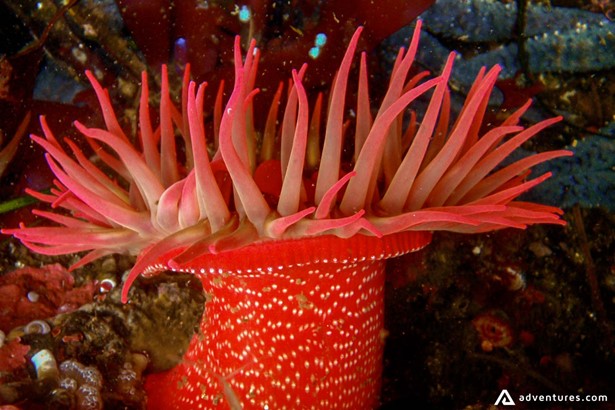 Underwater Sea Flora
