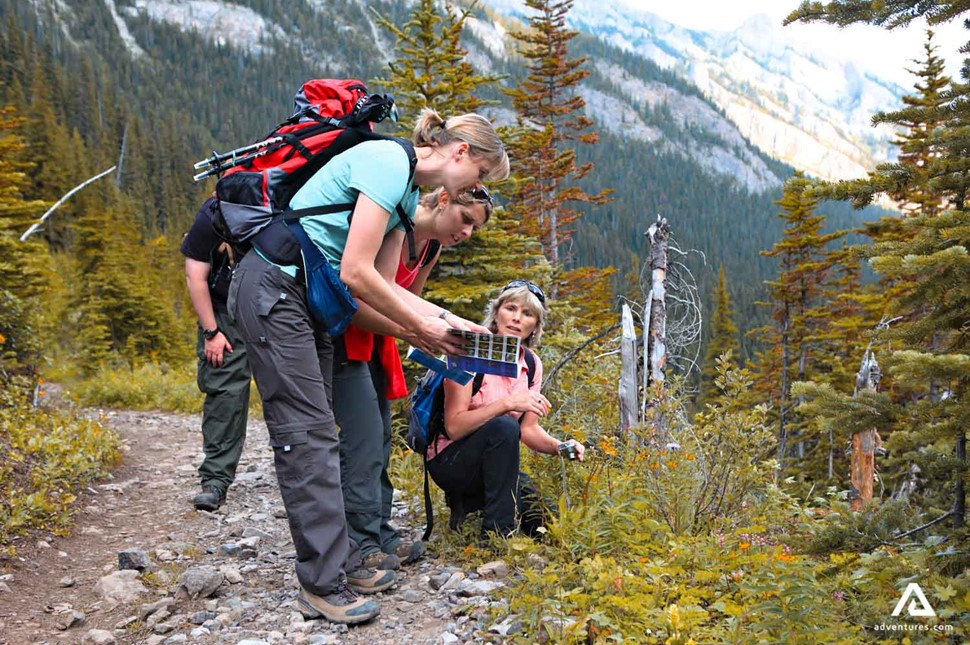 hikers looking at canadian flora in the mountains