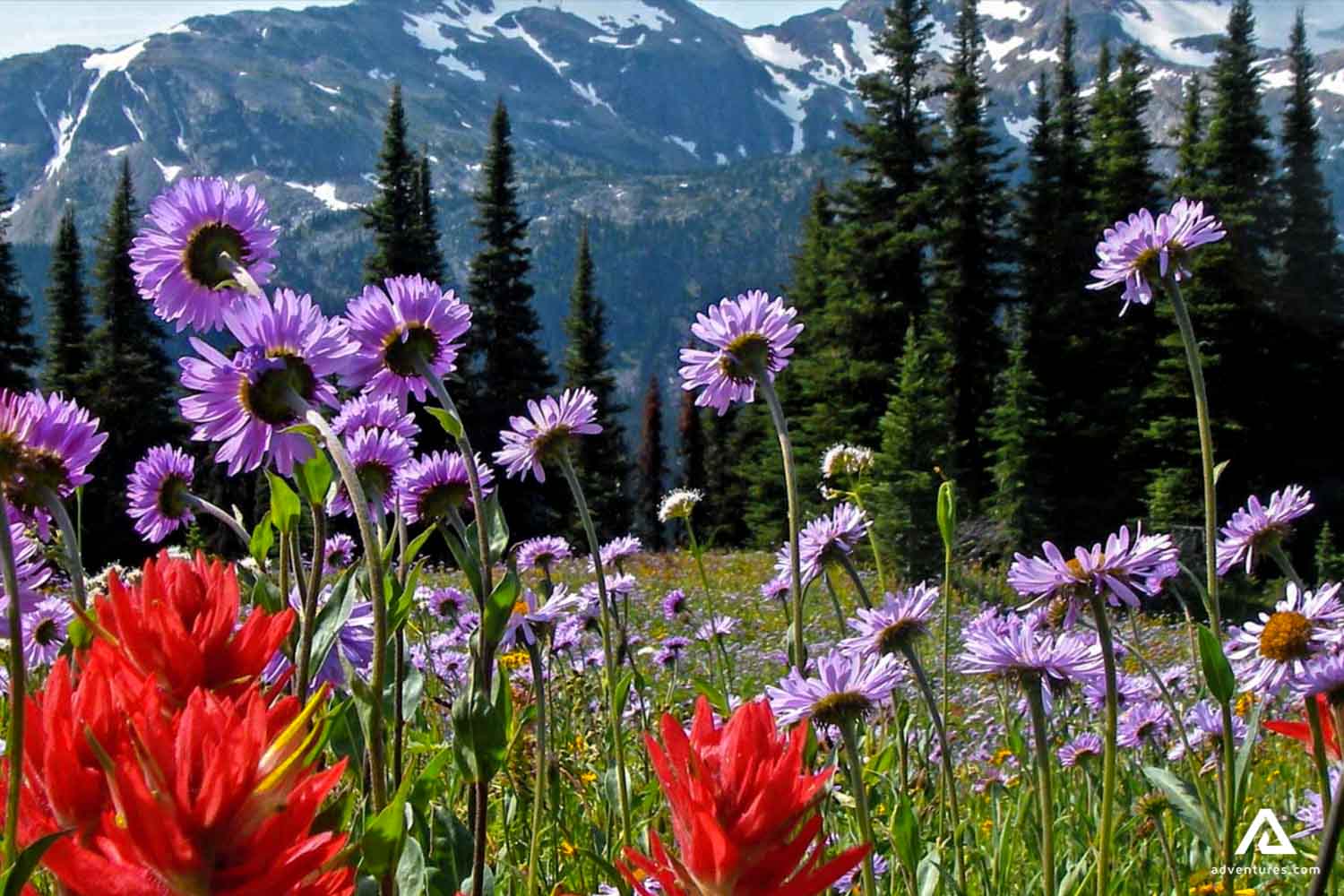 purple and red flowers in well gray provincial park