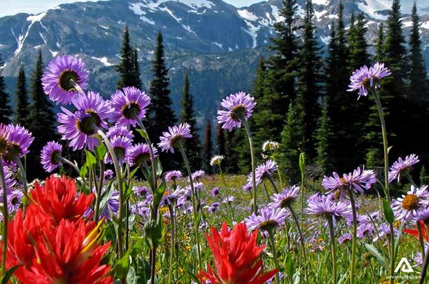 purple and red flowers purple and red flowers in well gray provincial park