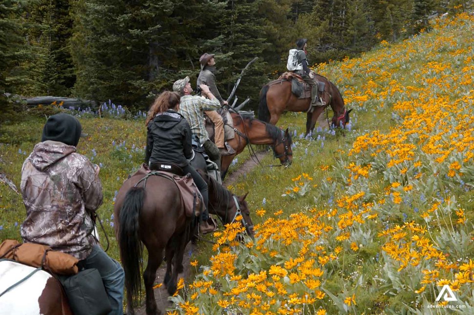 horseback riding in summer fields with yellow flowers in canada