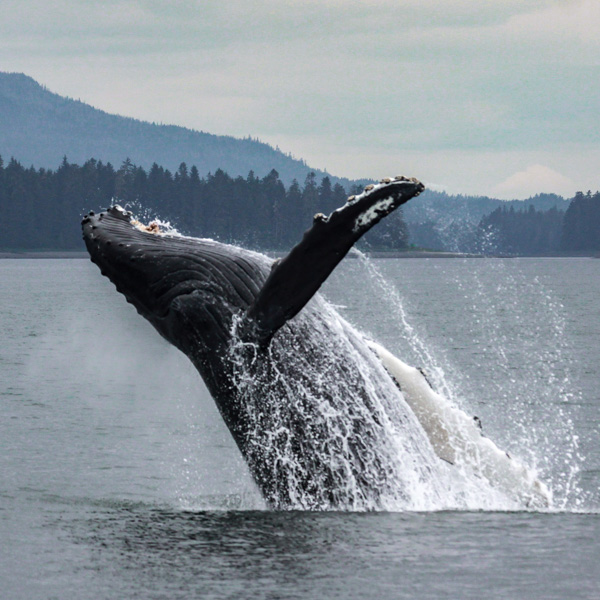5/7 Days Wildlife & Sailing Tour in North Vancouver Island 