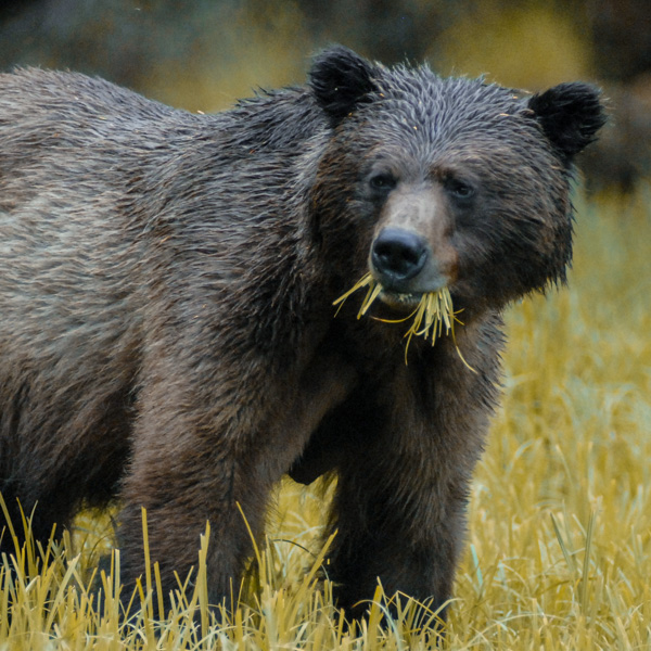 Search for grizzly bears, black bears and the rare Spirit Bear