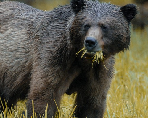 Search for grizzly bears, black bears and the rare Spirit Bear