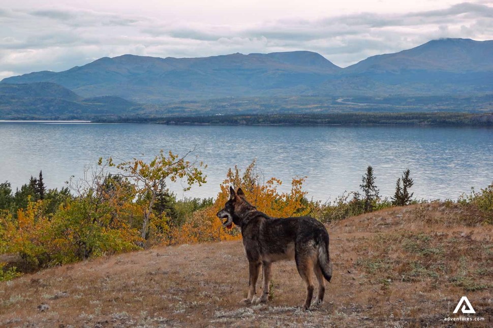 a dogs near a lake and mountain range
