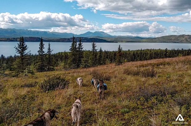 group of dogs on a hill near a lake