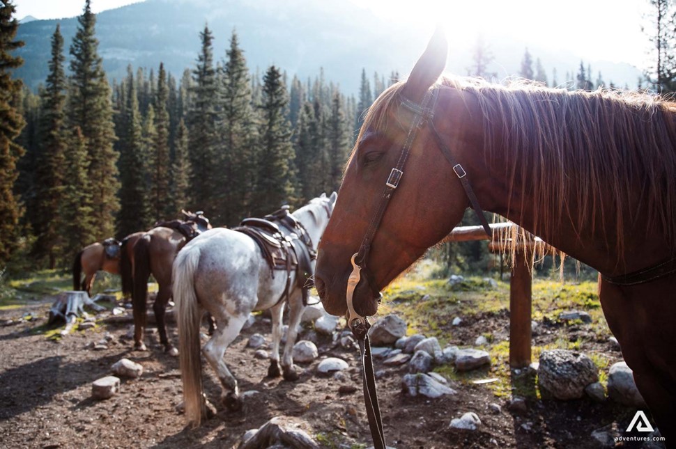horses eating hay in canada