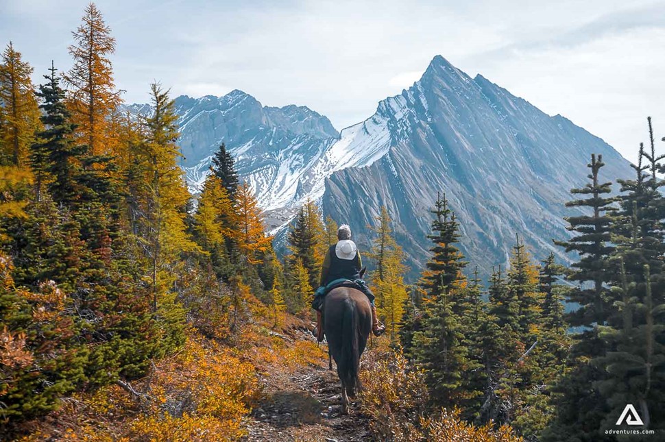 riding through a pine forest near mountains