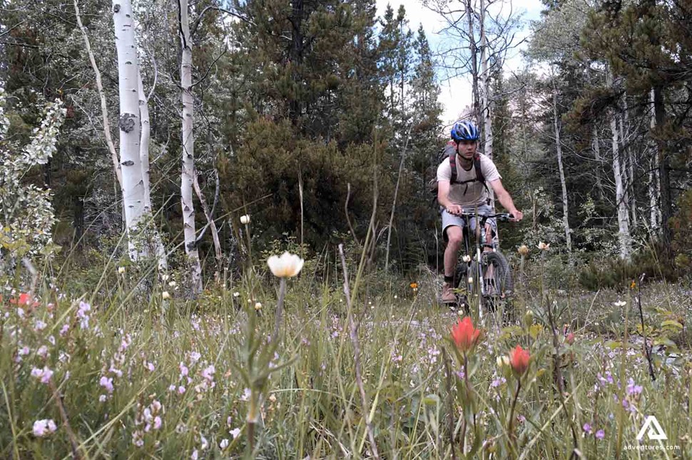 cycling in a forest near a flower field in canada in summer