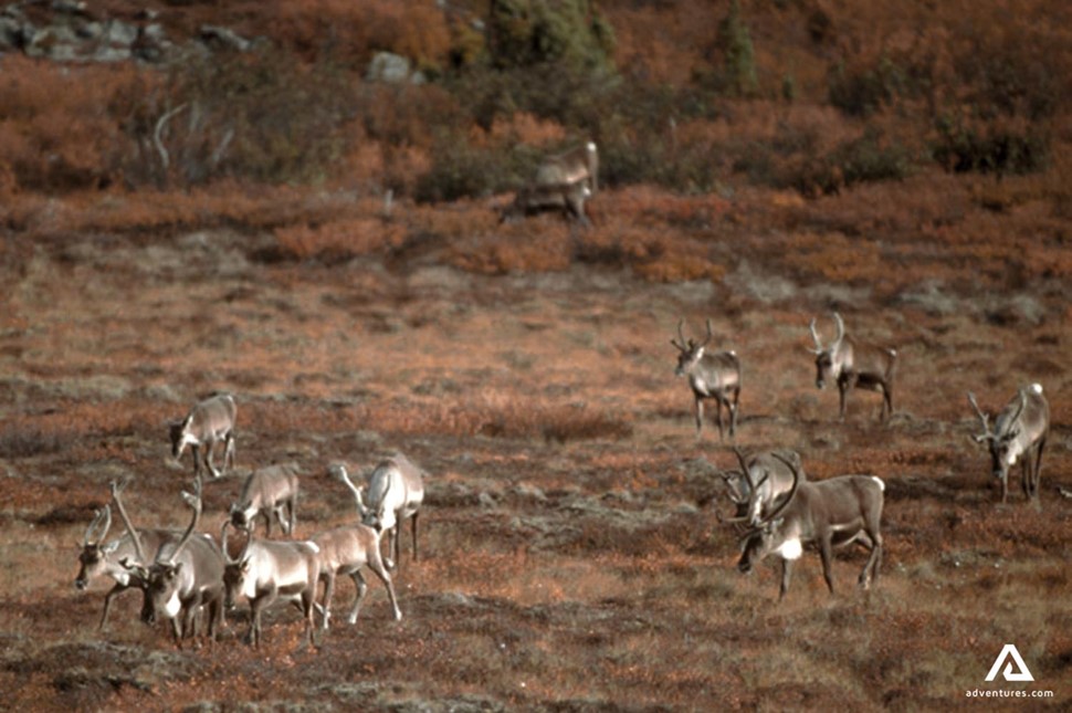 caribou roaming in nunavut canada in autumn