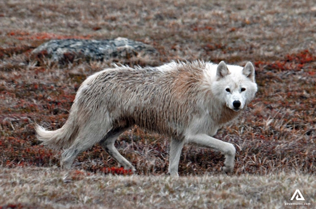 wolf in nunavut area in canada