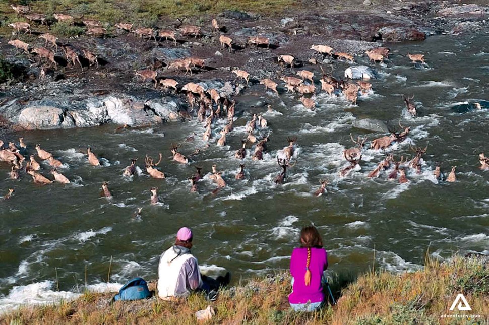 herd crossing a river in canada