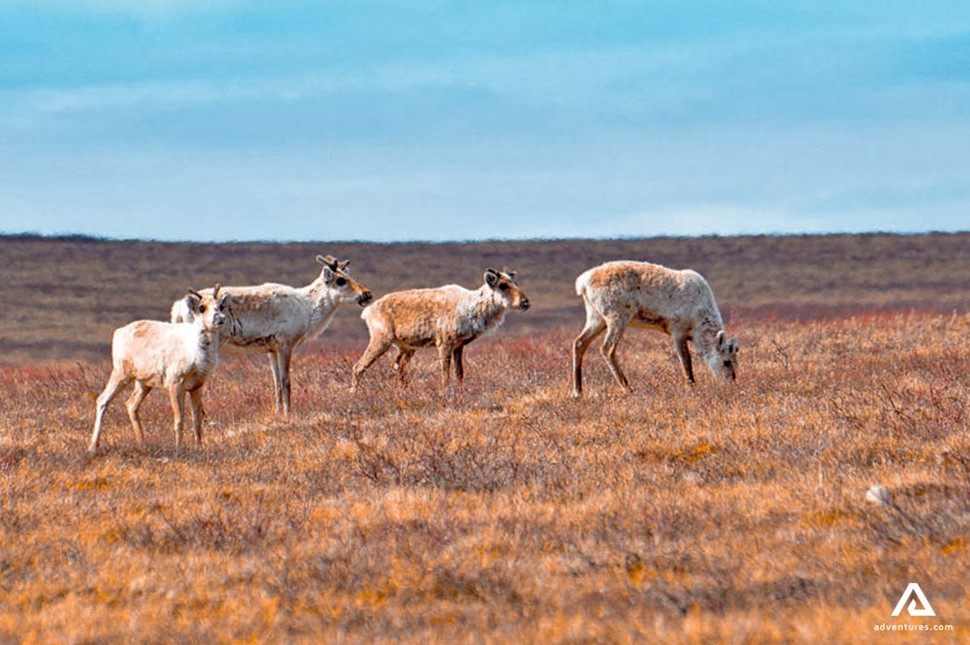 small herd of caribou in a field