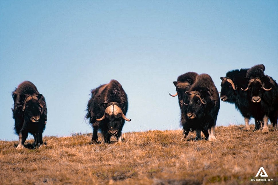 musk ox roaming in a field in canada