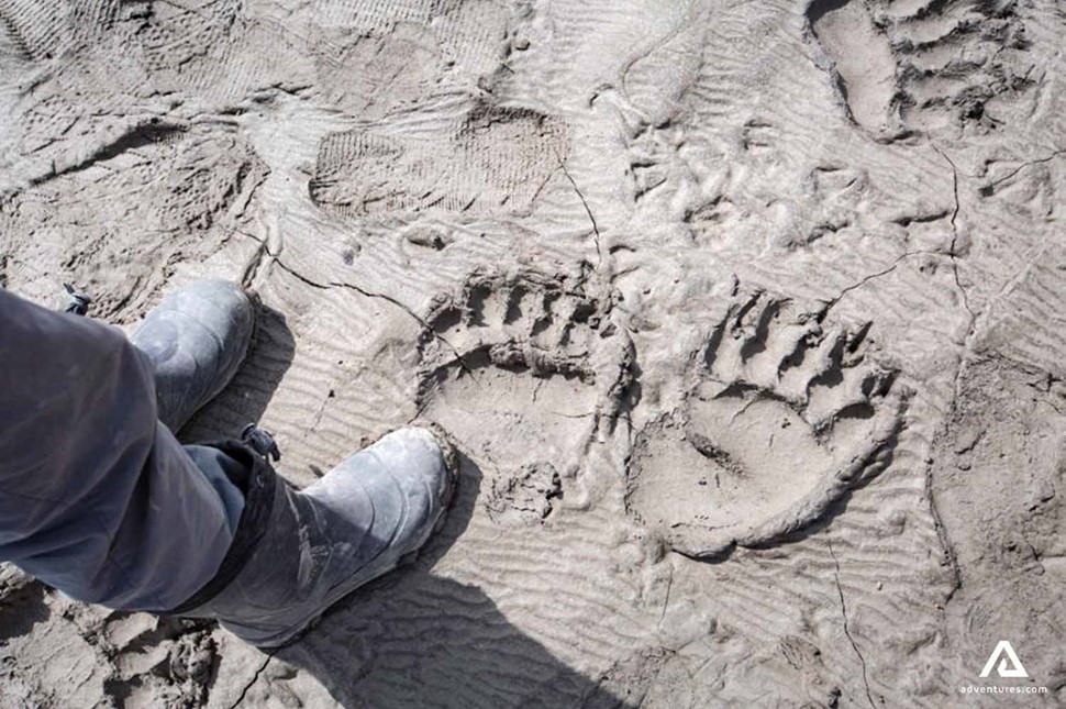 paw prints on mud on the ground