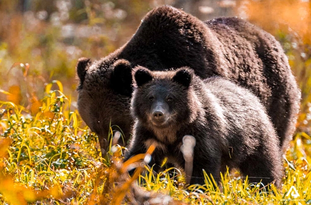cub and a large bear in canada