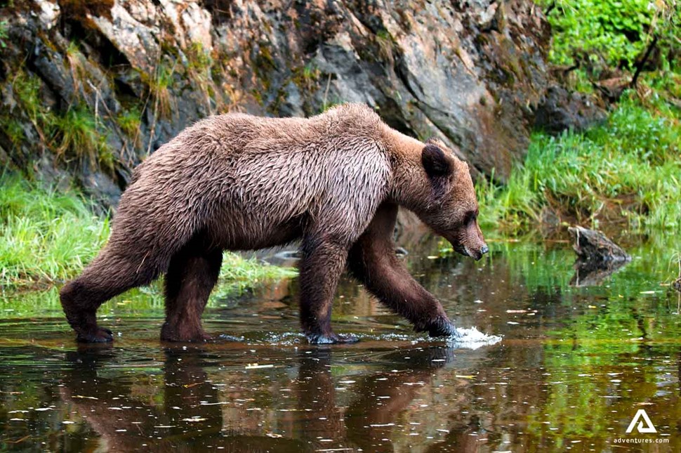 bear walking near shallow water in canada