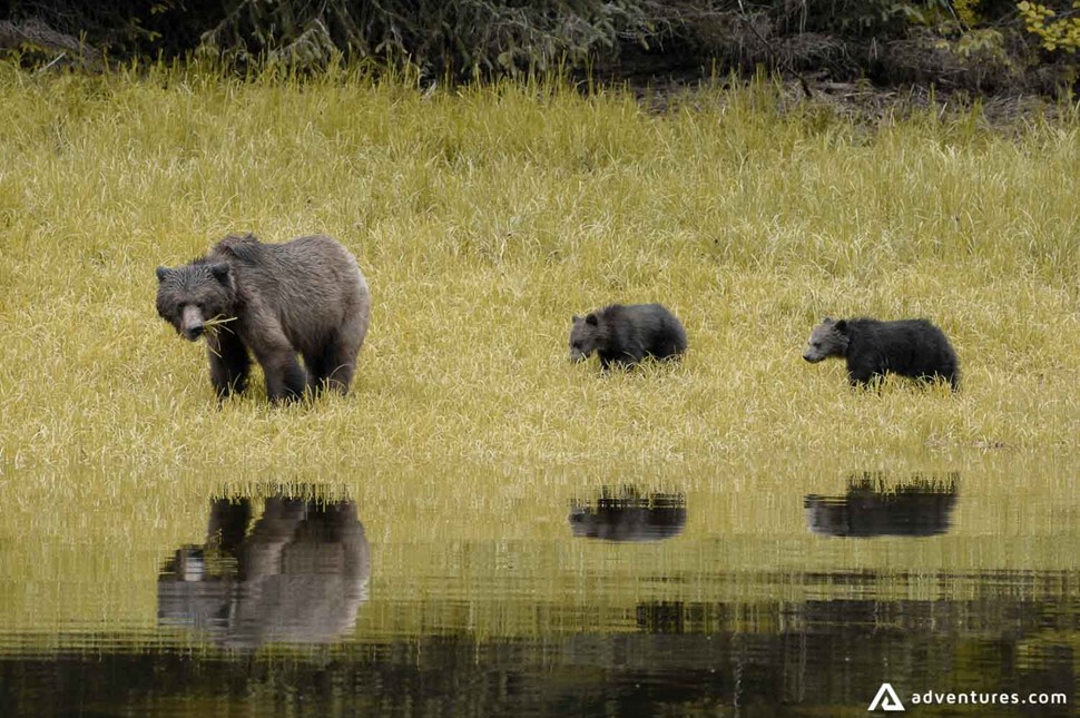 brown bear and cubs in canada