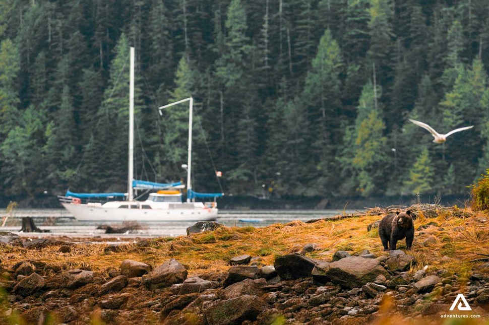 brown bear near a sailing boat in canada