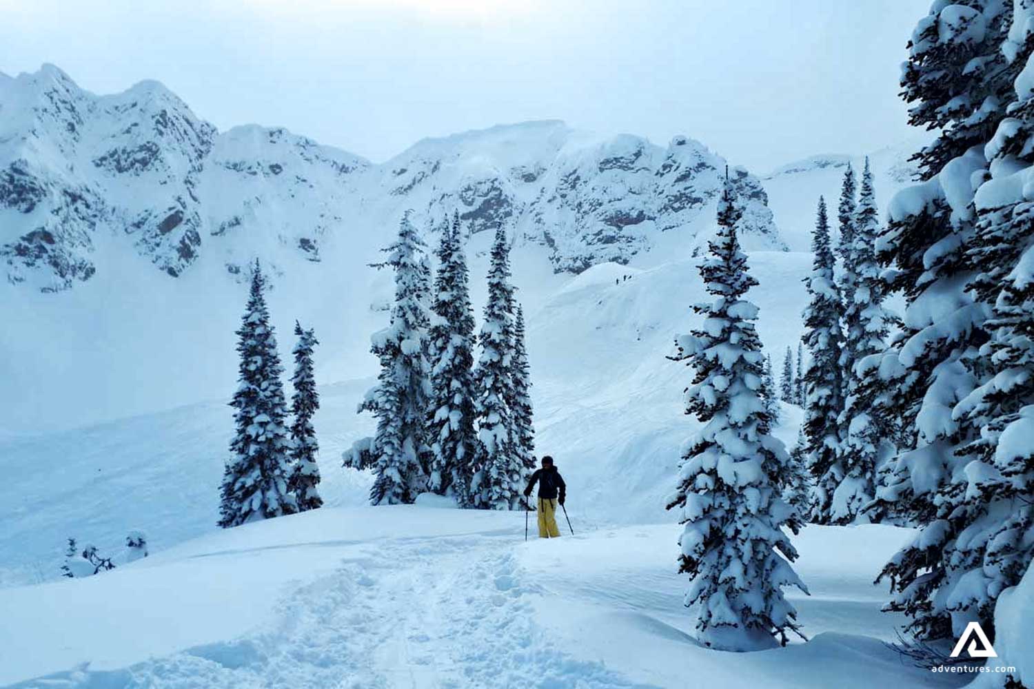 skiing in a forest snowy field