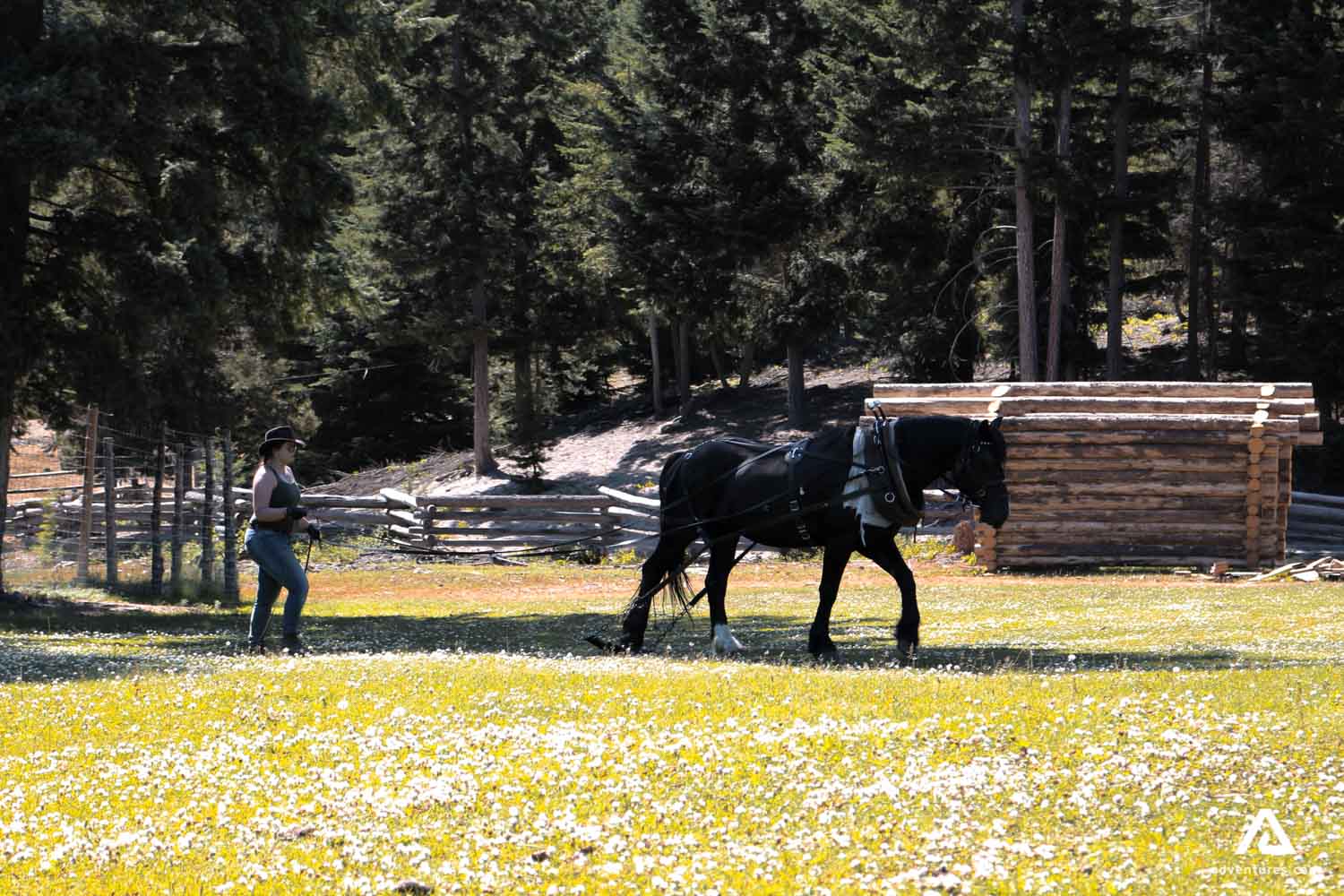 training a horse in canada