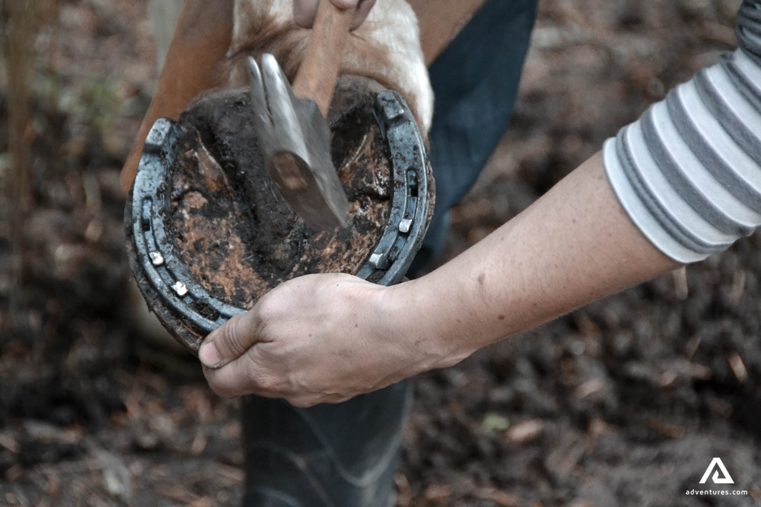 taking off a horseshoe