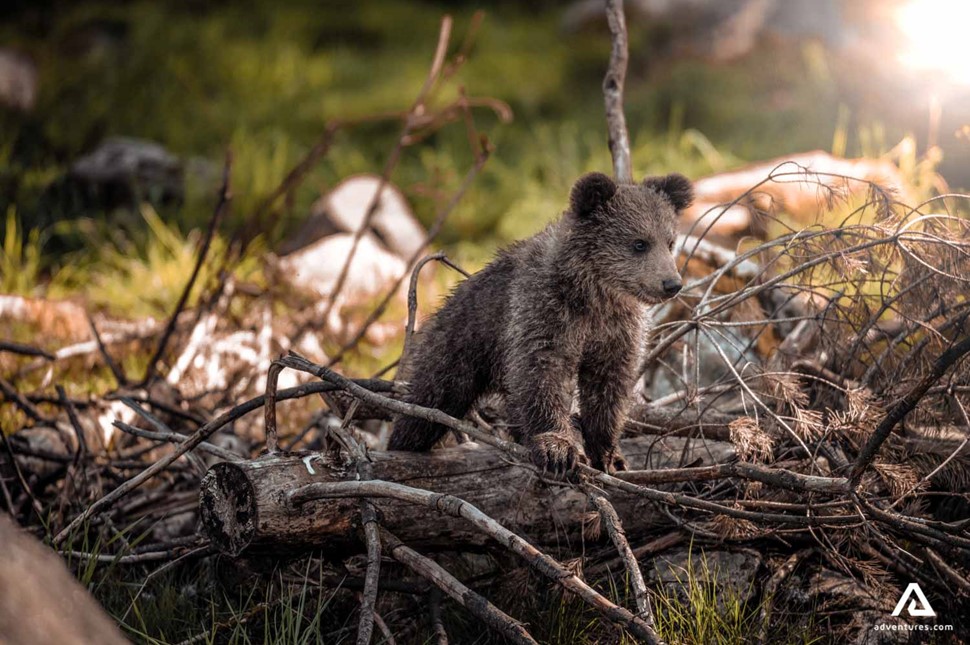 bear cub walking on branches