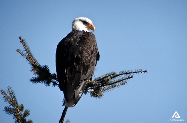 eagle on a tree branch