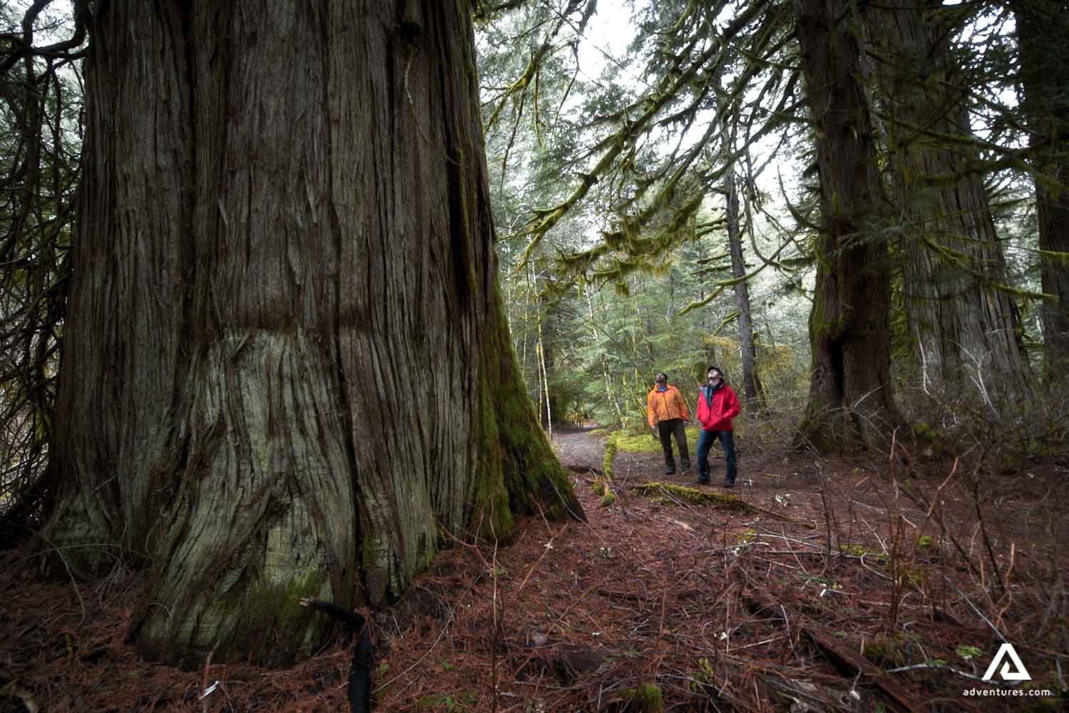 standing near a big old tree in a forest