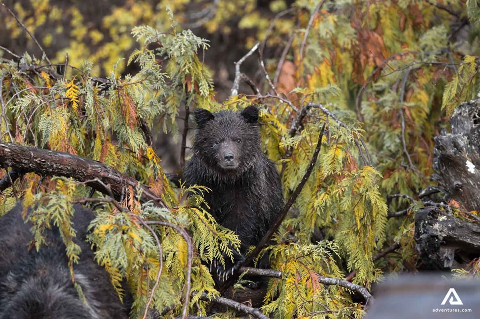 grizzly bear in a tree in canada