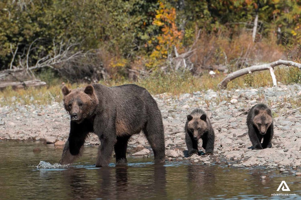 three bears near a lake in canada
