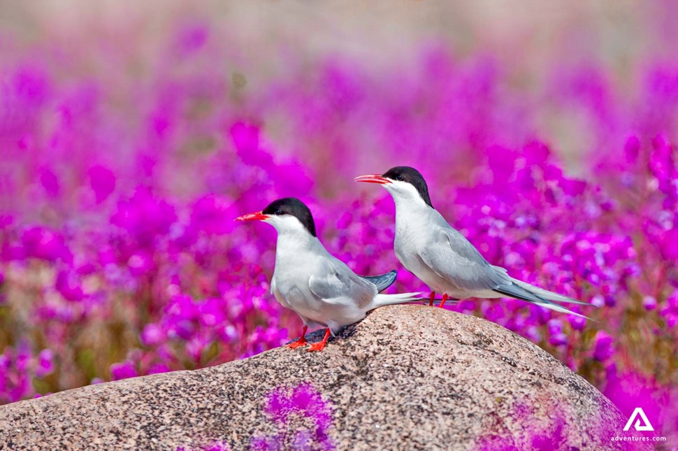 two small birds in a flower field