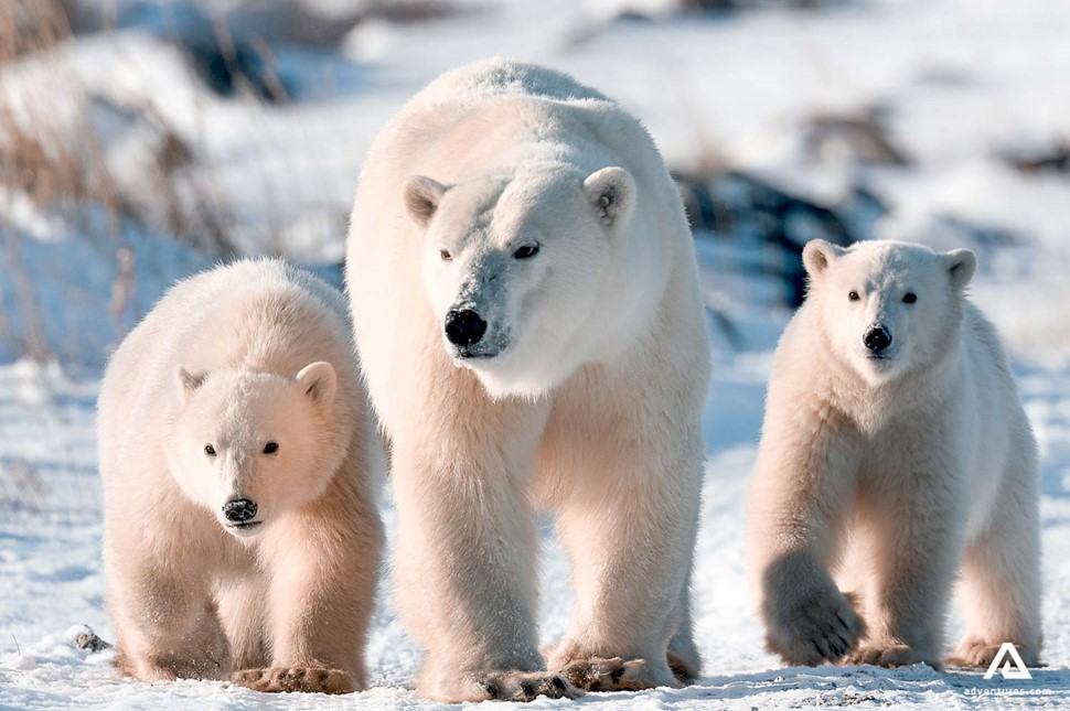 three polar bears in canada