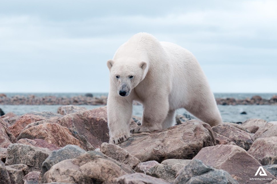 polar bear walking on shore rocks